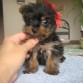2 MESES 
